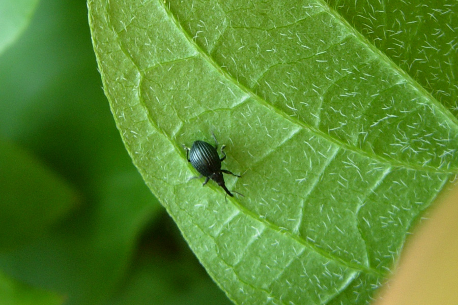 Euleia heraclei